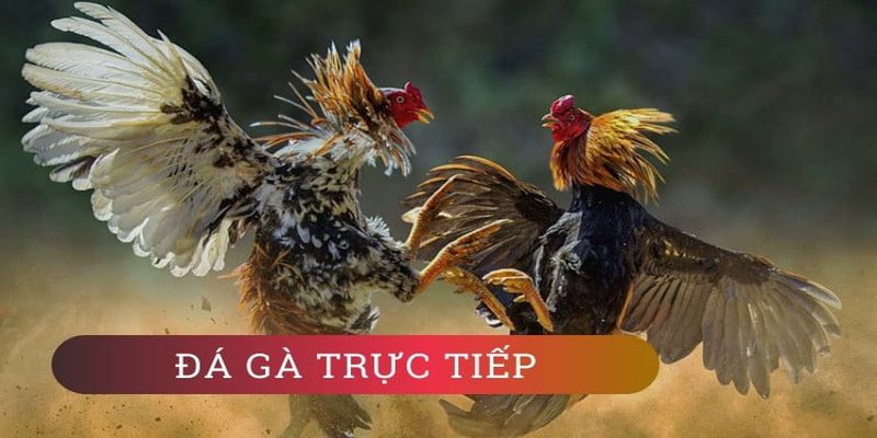 Những lợi ích to lớn khi trở thành nhà phân phối Max88 - Max88