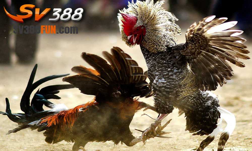 Sau đây là tổng quan về các hoạt động quảng bá hiện tại của Mobi66 - Mobi66